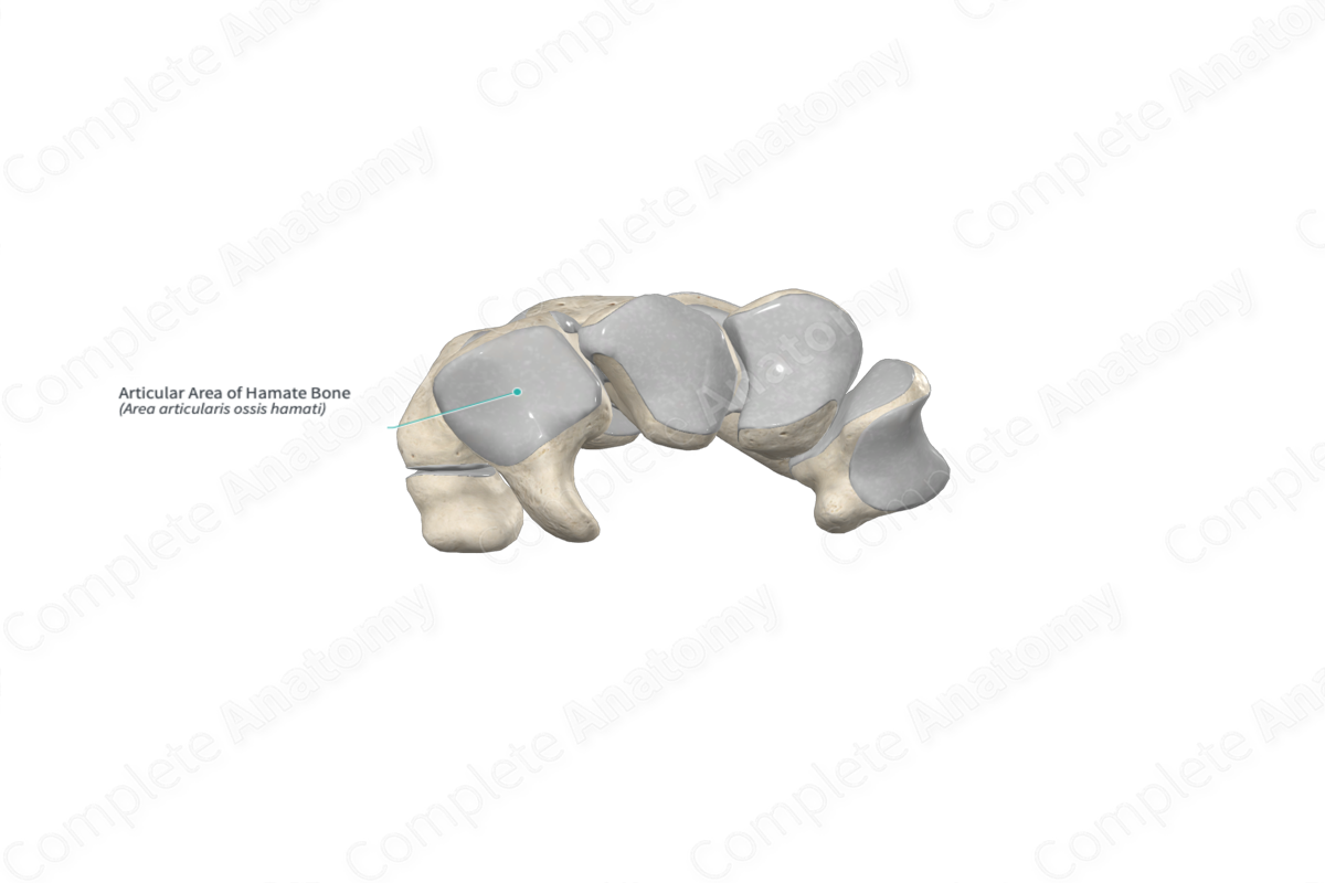 Articular Area of Hamate Bone 