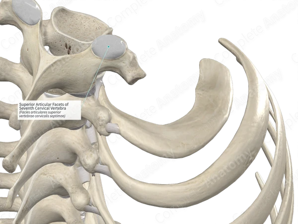 Superior Articular Facets of Seventh Cervical Vertebra