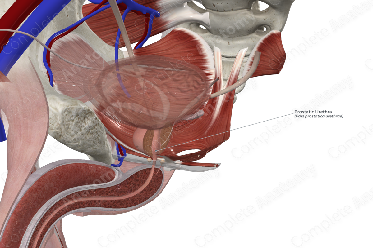Prostatic Urethra