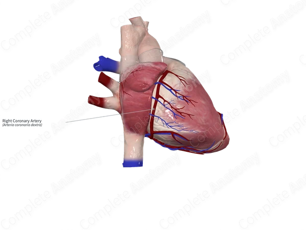 Right Coronary Artery