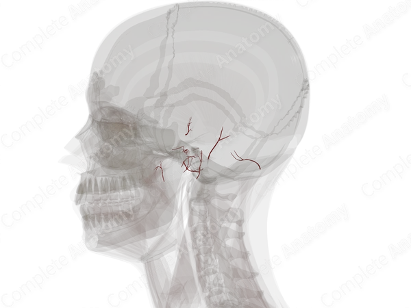 Arteries of Ear (Left)