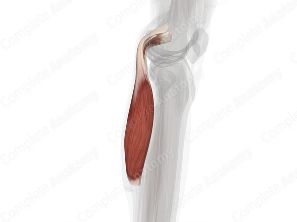 Gastrocnemius Muscle (Left)