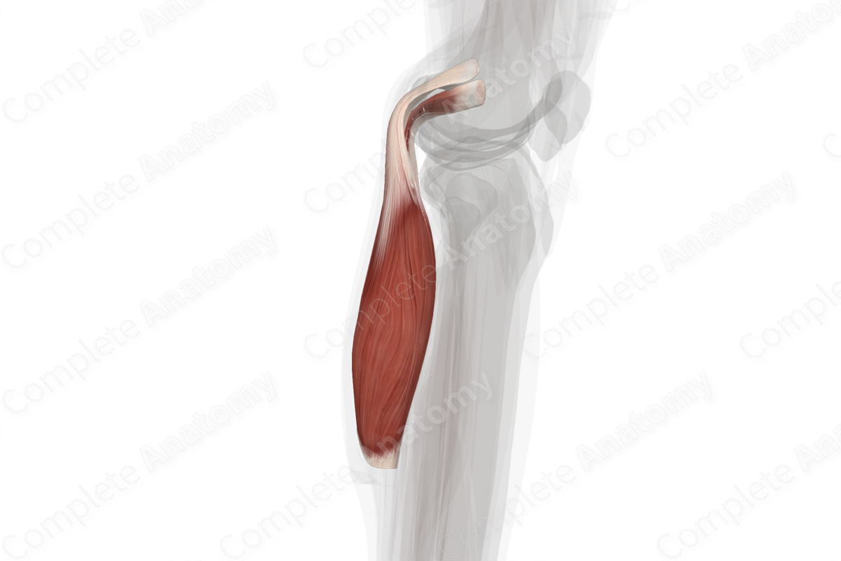 Gastrocnemius Muscle (Left)