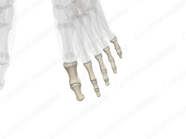 Phalanges of Foot (Left)