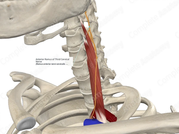 Anterior Ramus of Third Cervical Nerve 
