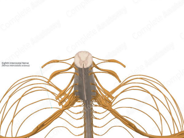 Eighth Intercostal Nerve