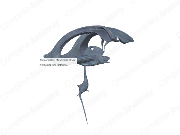 Temporal Horn of Lateral Ventricle