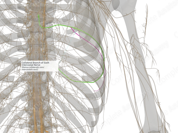 Collateral Branch of Sixth Intercostal Nerve (Left)