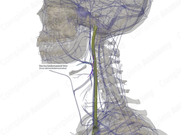 Sternocleidomastoid Vein (Right)