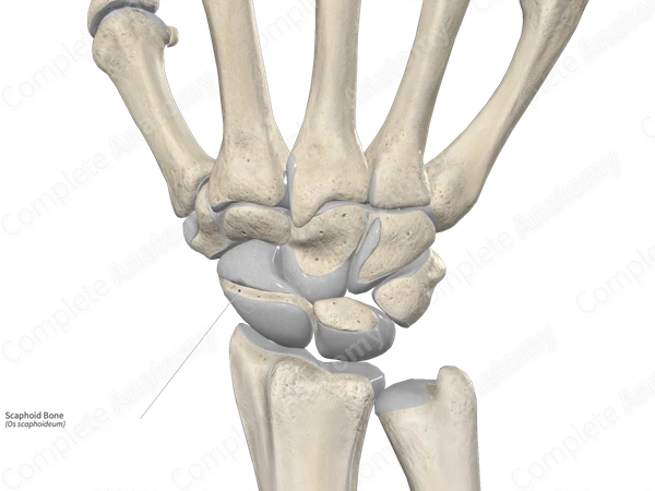 Scaphoid Bone