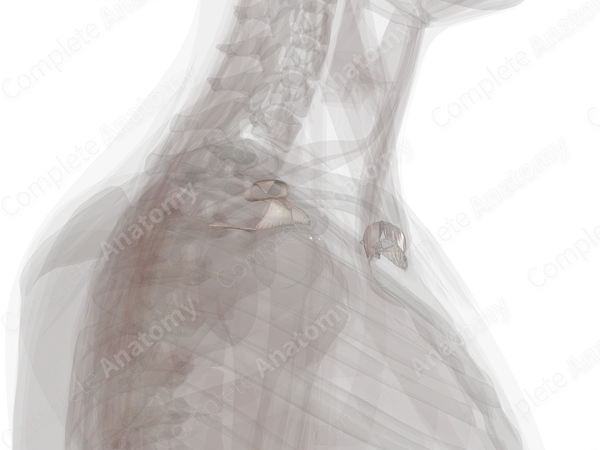 Joints of Pectoral Girdle (Left)