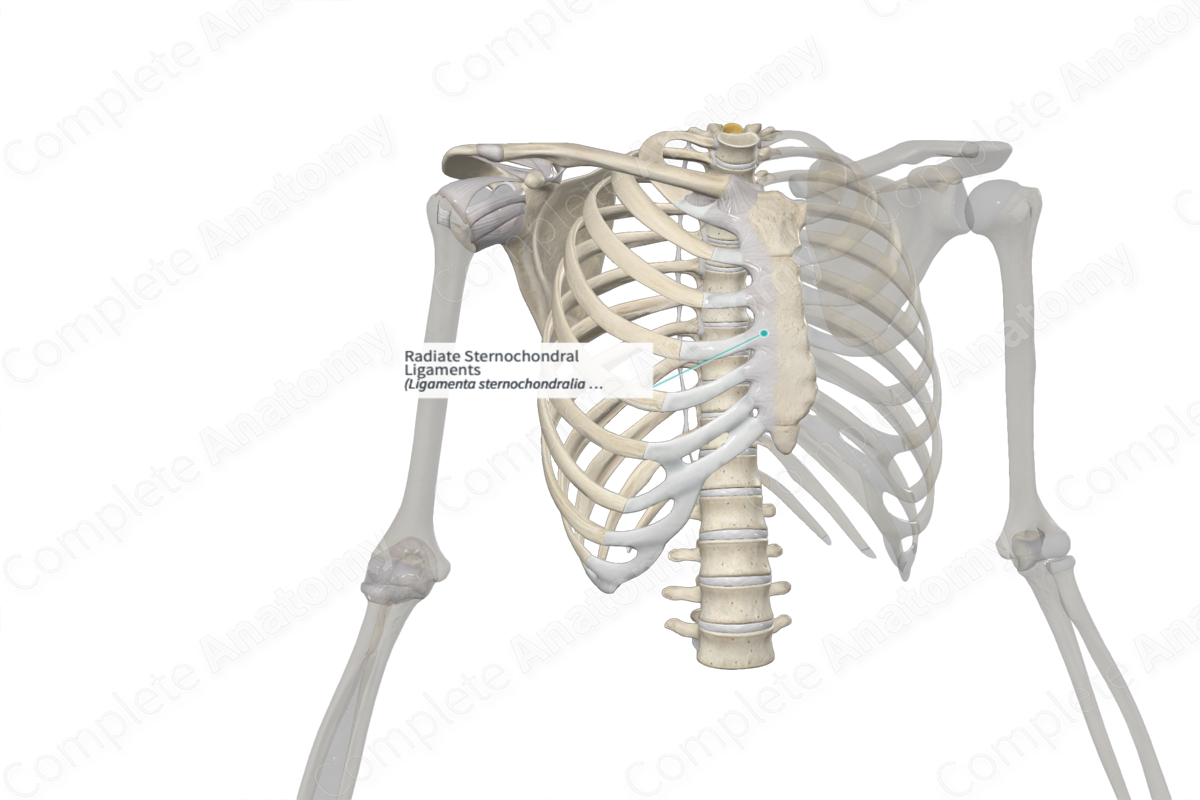 Radiate Sternochondral Ligaments | Complete Anatomy