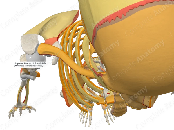 Superior Border of Fourth Rib | Complete Anatomy