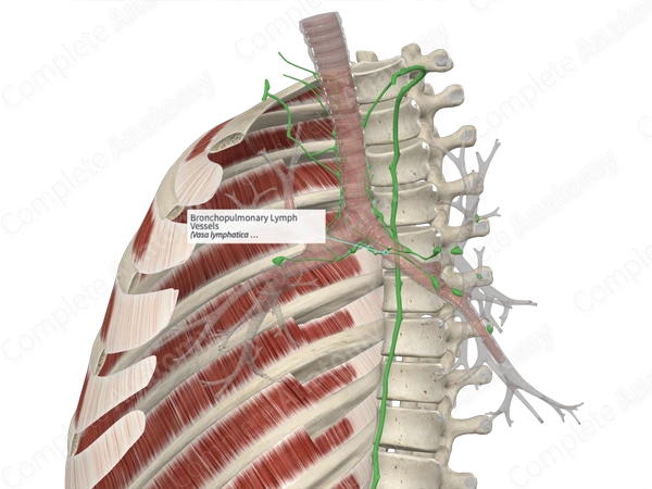 Bronchopulmonary Lymph Vessels