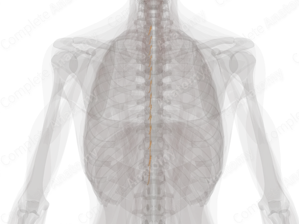 Posterior Roots of Thoracic Nerves (Left)