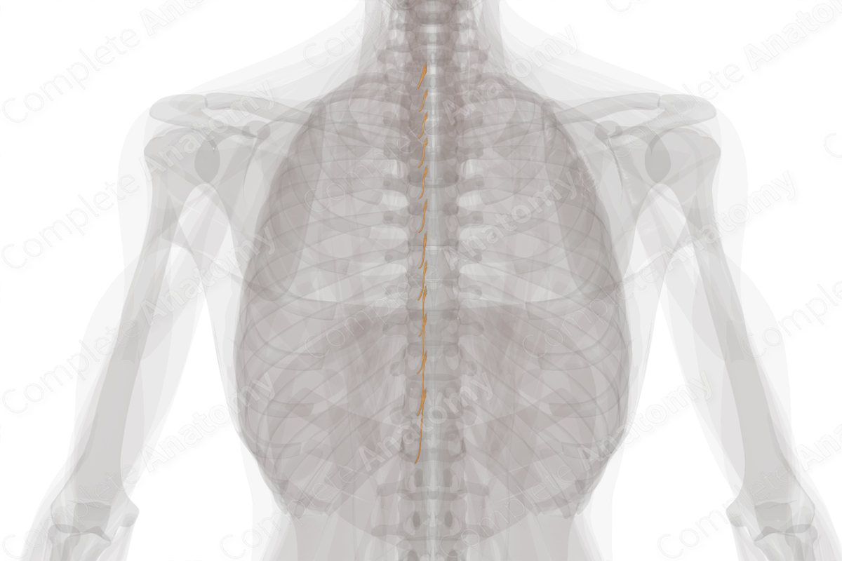 Posterior Roots of Thoracic Nerves (Left)
