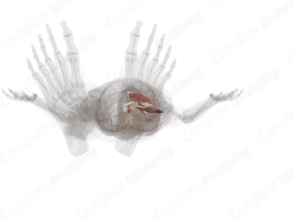Medial Compartment of Thigh (Left)