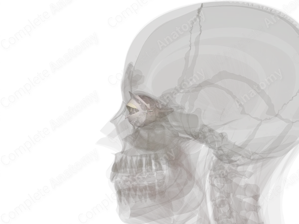 Connective Tissue of Orbital Cavity (Left)