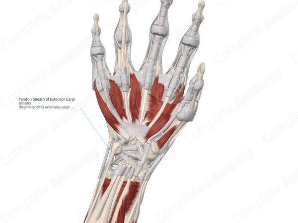 Tendon Sheath of Extensor Carpi Ulnaris