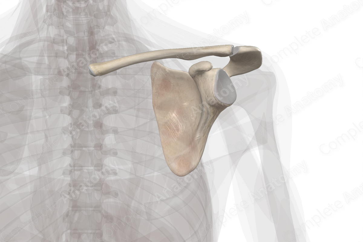 Pectoral girdle, Radiology Reference Article