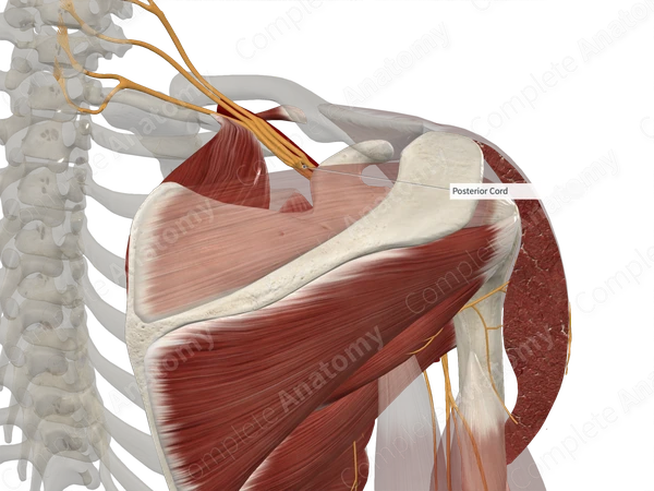 Posterior Cord of Brachial Plexus