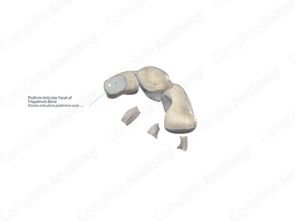 Pisiform Articular Facet of Triquetrum Bone