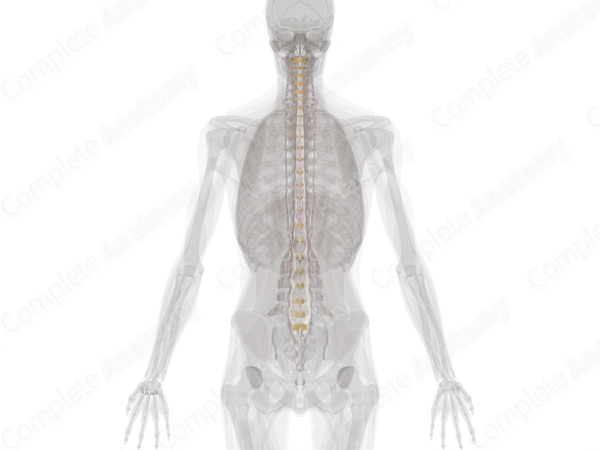 Fibrous Joints of Vertebral Column