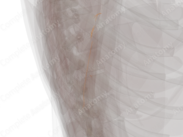 Muscular Branches of Radial Nerve (Arm, Left)