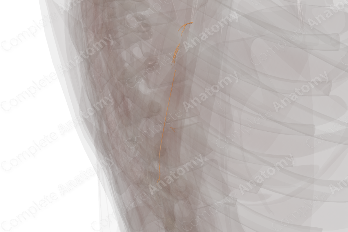 Muscular Branches of Radial Nerve (Arm, Left)