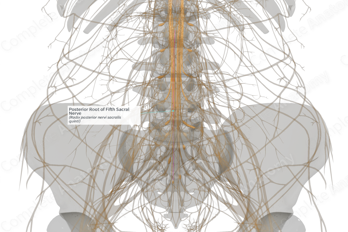 Posterior Root of Fifth Sacral Nerve (Left)