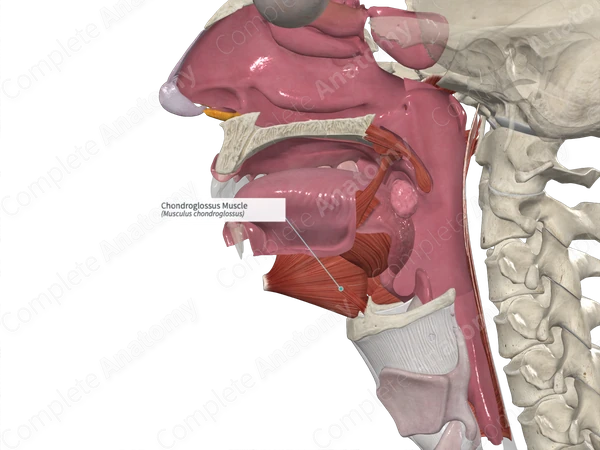 Chondroglossus Muscle