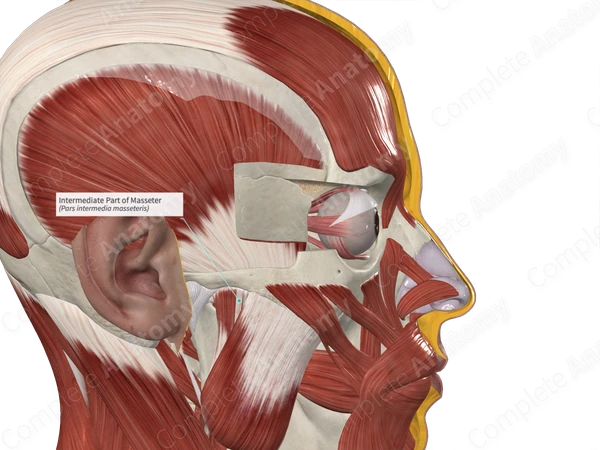 Intermediate Part of Masseter 