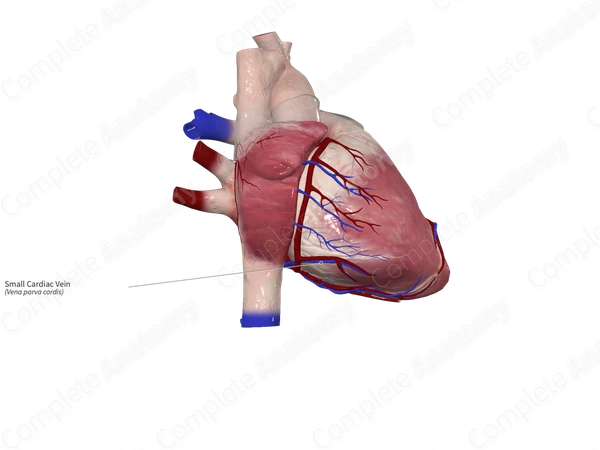 Small Cardiac Vein