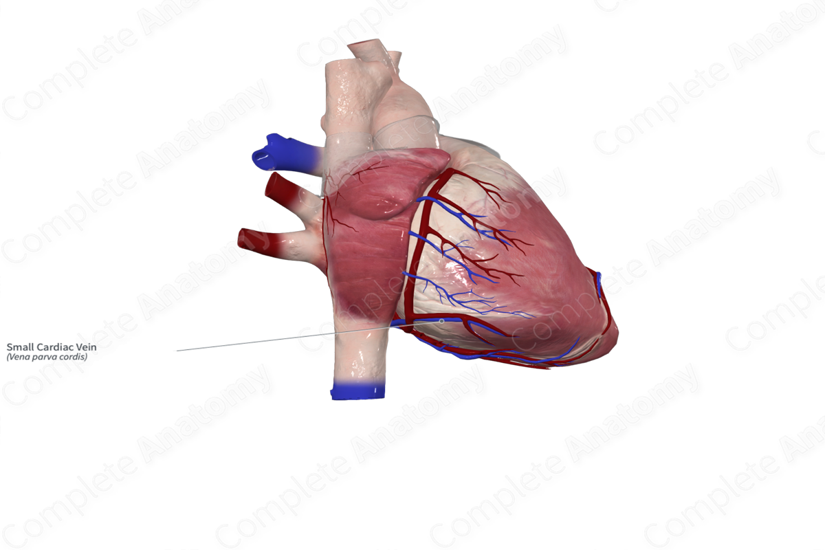 Small Cardiac Vein