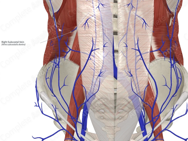 Right Subcostal Vein