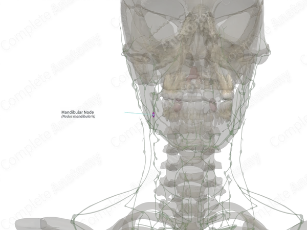Mandibular Node (Left)