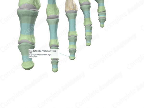 Head of Distal Phalanx of Third Toe | Complete Anatomy