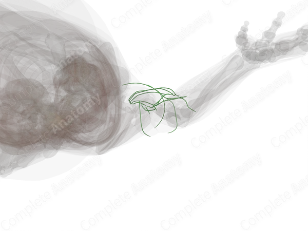 Lymph Vessels of Arm (Left)