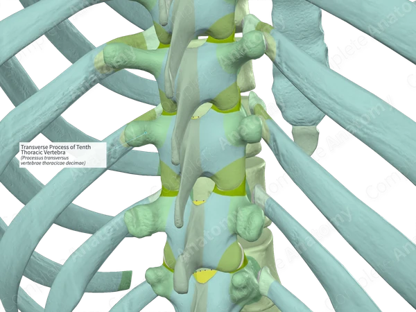 Transverse Process of Tenth Thoracic Vertebra (Left)