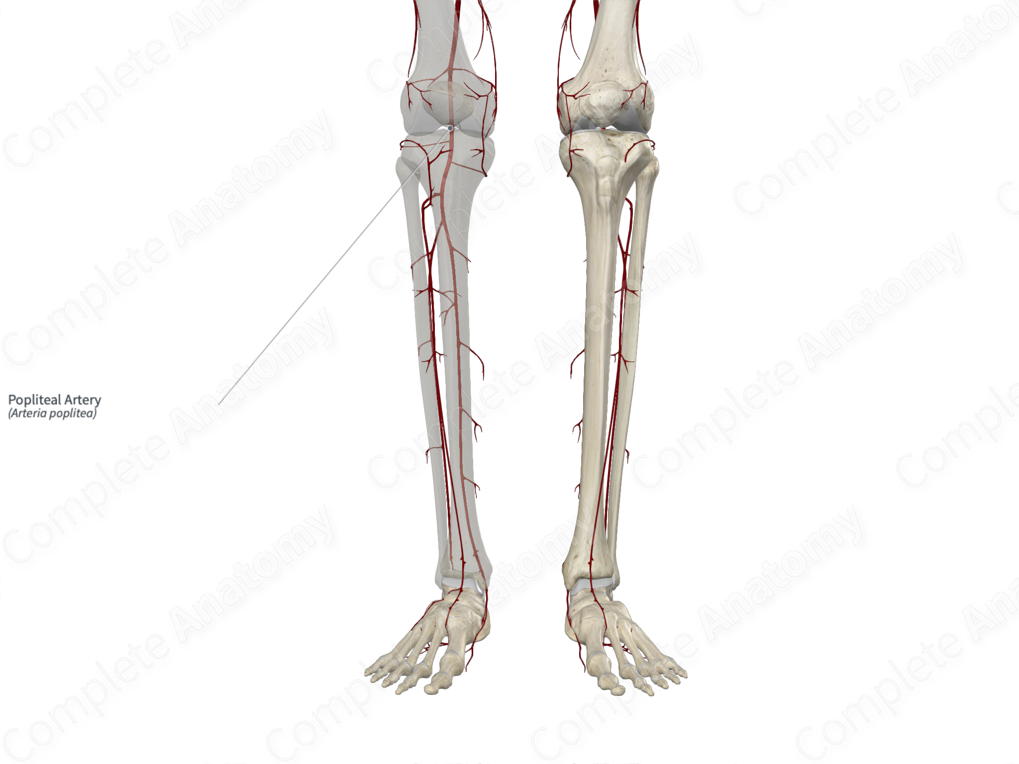 popliteal-artery-complete-anatomy