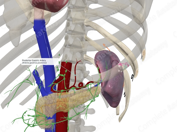 Posterior Gastric Artery