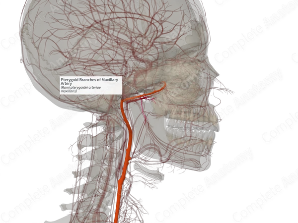 Pterygoid Branches of Maxillary Artery (Left)