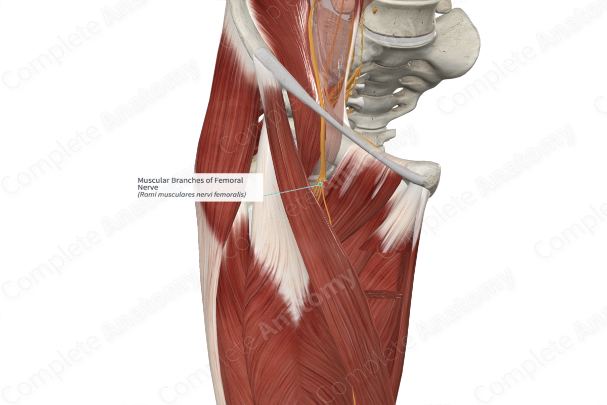 Muscular Branches of Femoral Nerve 