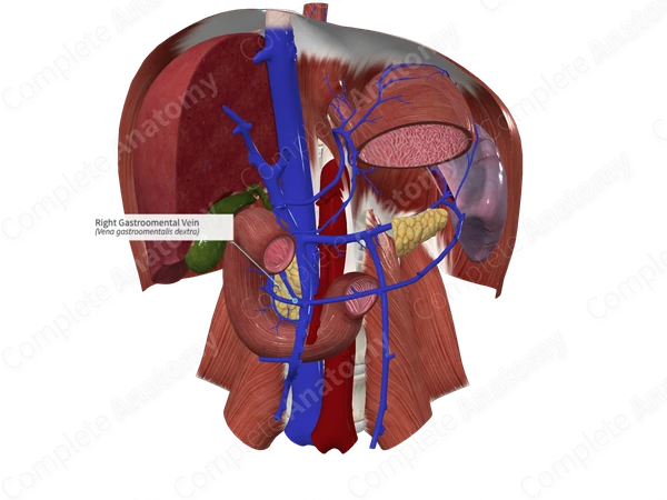 Right Gastroomental Vein