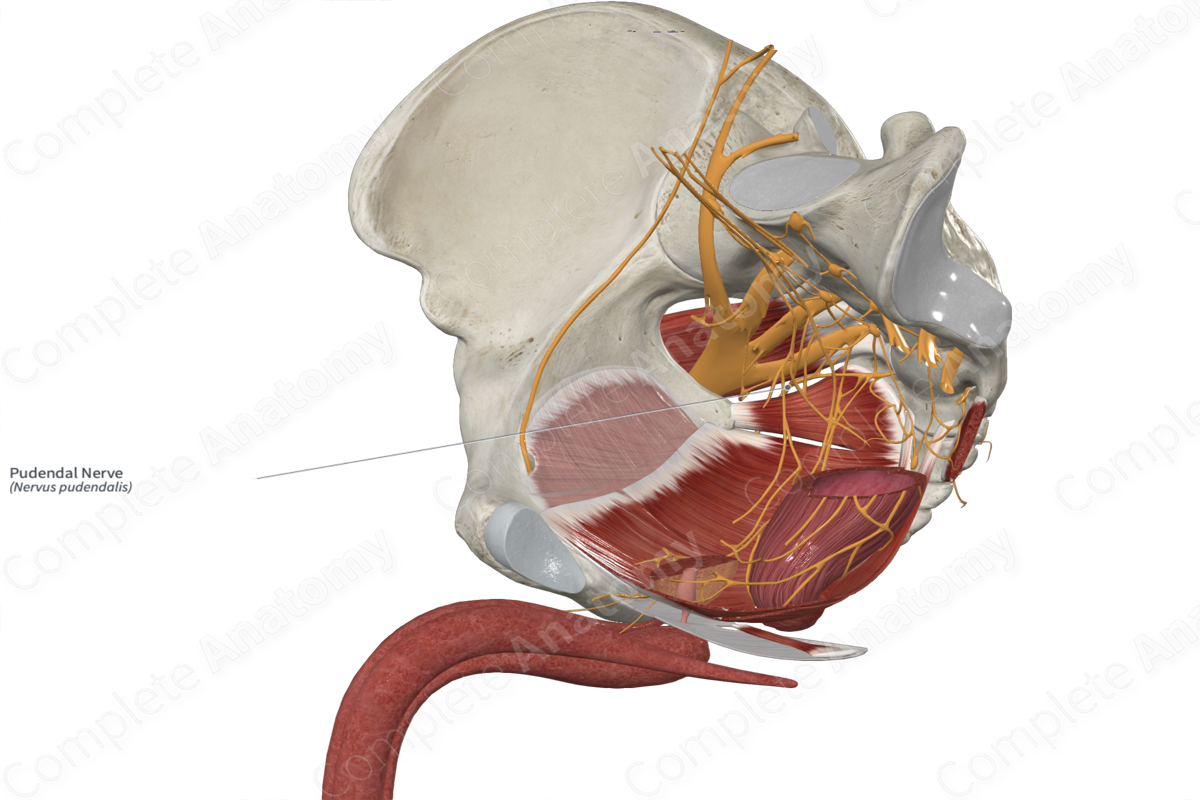 Pudendal Nerve 