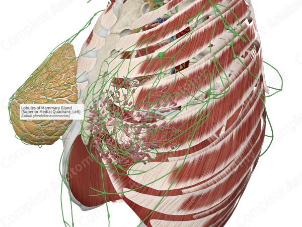 Lobules of Mammary Gland (Superior Medial Quadrant; Left)