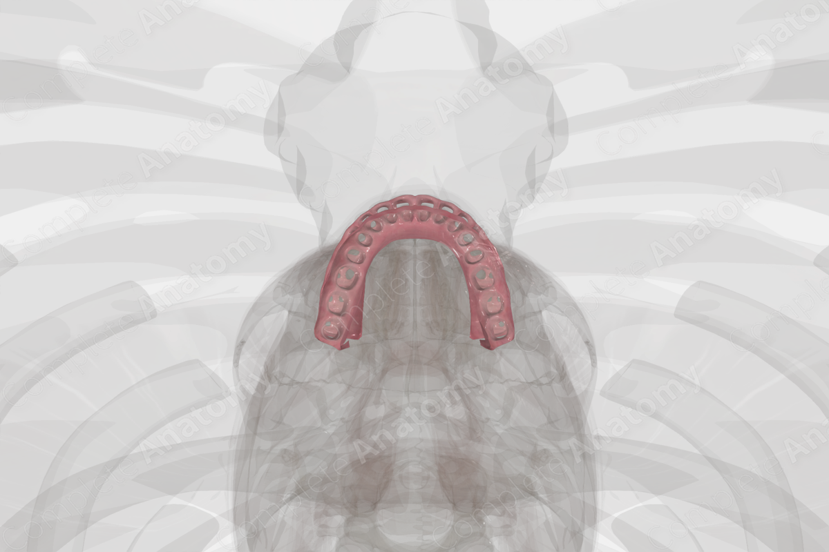 Oral Vestibule | Complete Anatomy