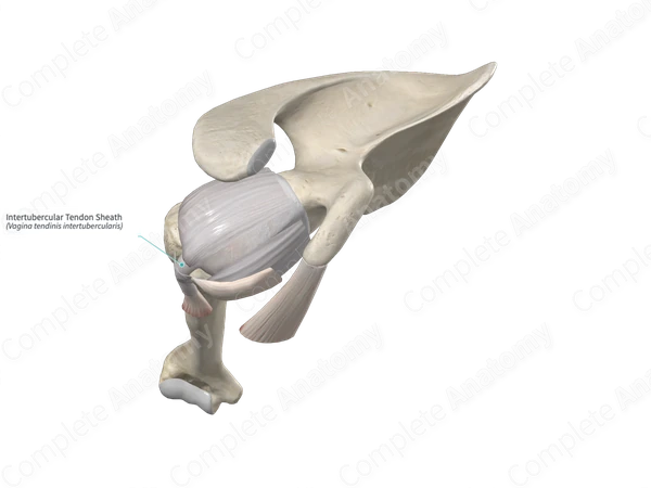 Intertubercular Tendon Sheath 