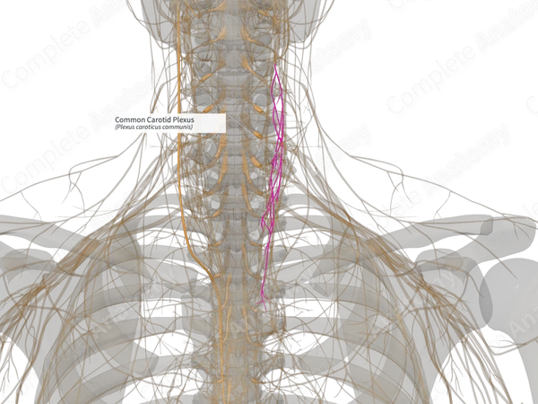 Common Carotid Plexus (Left)