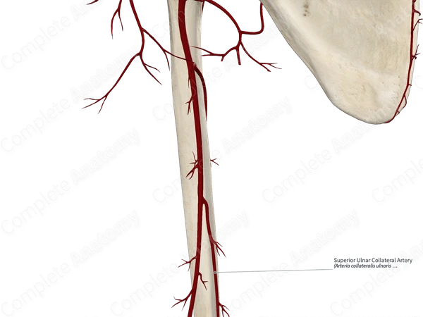 Superior Ulnar Collateral Artery